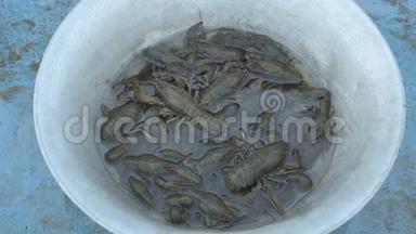 抓在河里的活小龙虾在烹饪前倒入洗手池..